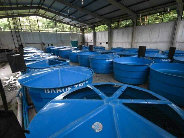 Peixes &ldquo;formam fam&iacute;lias&rdquo; e permitem pesquisas enquanto esperam Aqu&aacute;rio
