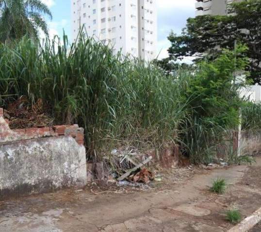 Contra infesta&ccedil;&atilde;o de caramujos, CCZ alerta que jogar sal n&atilde;o &eacute; a solu&ccedil;&atilde;o