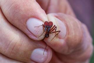 Formigas cabeçudas são as que mais chamam a atenção pelo tamanho (Foto: Henrique Kawaminami)