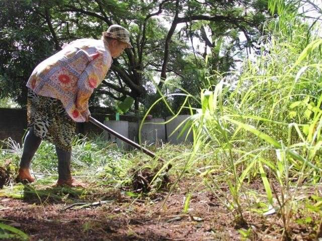Por falta de limpeza, 278 donos de terrenos e im&oacute;veis s&atilde;o condenados