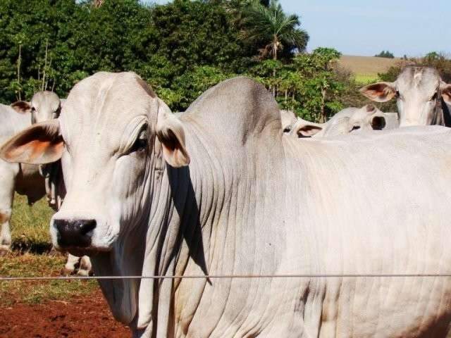 Pre&ccedil;o do boi gordo em MS tem queda para o menor patamar desde 2014