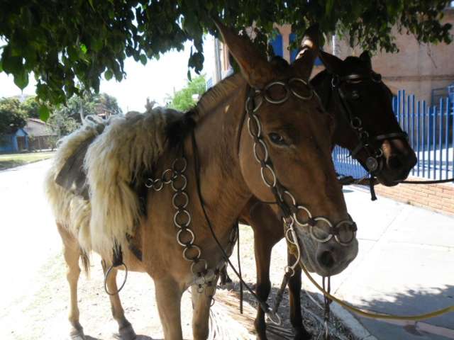Homem &eacute; preso acusado de espancar burro no centro de Porto Murtinho