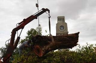 Operários retiram árvore que caiu hoje na Afonso Pena (Vanderlei Aparecido)