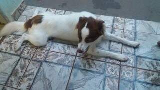 Bob tinha desaparecido dia 25 de janeiro. Após ter sua foto divulgada no facebook do Campo Grande News, ele foi encontrado e já está em casa. (Foto: Arquivo pessoal)