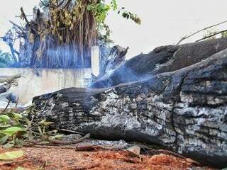 Hoje de manhã ainda saía fumaça da árvore que pegou fogo durante o temporal de ontem. (Foto: Fernando Antunes) 