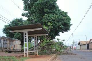 Árvore caiu em frente ao ponto de ônibus na Rua Japão (Marina Pacheco)