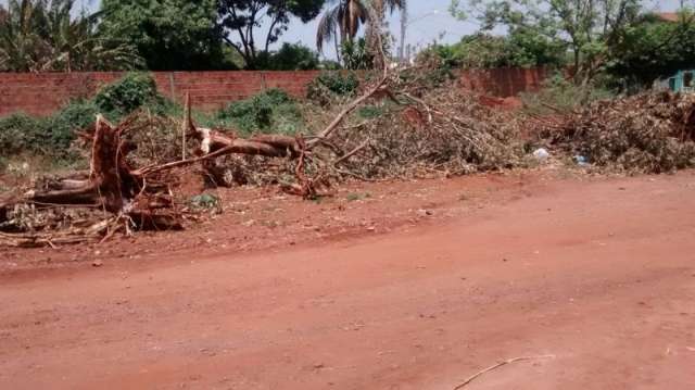 Morador retira &aacute;rvores de seu terreno e deposita em lote ao lado no Aero Rancho