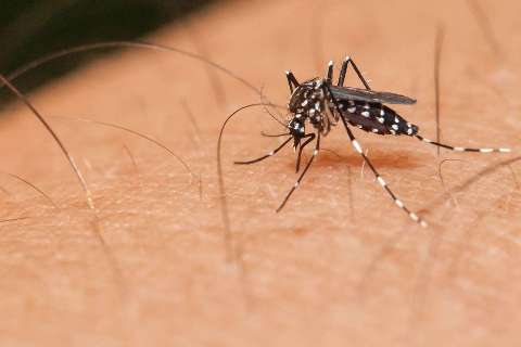 Agosto termina e casos de dengue continuam em queda em MS