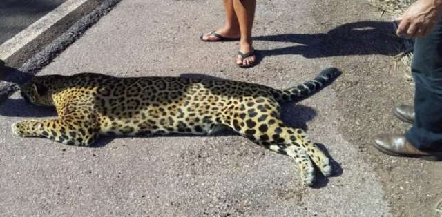 On&ccedil;a-pintada &eacute; encontrada morta com sinais de atropelamento na BR-262