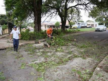 Galho de árvore cai, interdita rua e assusta moradores do Taquarussu