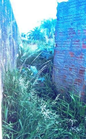 Secret&aacute;ria denuncia lixo e mato alto em terreno na frente de casa na Planalto