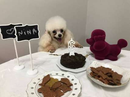 Festinha de aniversário pra cachorro e gato tem bolo, salgadinho e até cupcakes