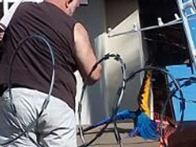 Em bairro com v&aacute;rios ninhos, arara fica presa em cerca el&eacute;trica