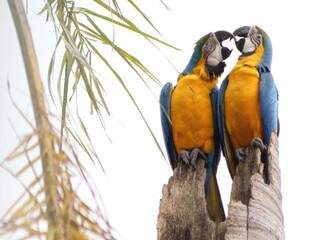 Atualmente o Pantanal abriga 652 espécies de aves, entre elas araras canindé. (Foto Marcos Ermínio)