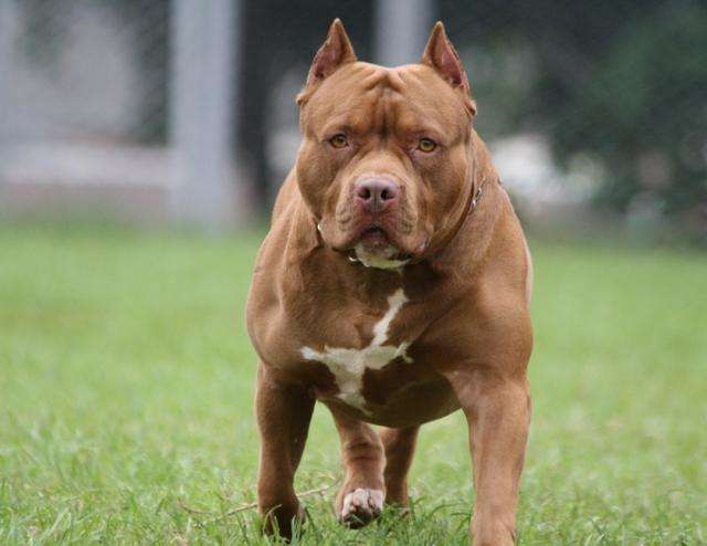 Pitbull dilacera rosto e arranca couro cabeludo de criança de 2 anos