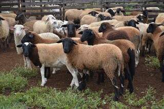 Ms é 8º no ranking de criadores de ovelhas (Foto: Divulgação)