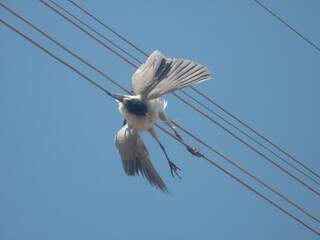 Voo interrompido: Fiação de energia, armadilha para os rasantes das aves. (Foto: Marcia Scherer)