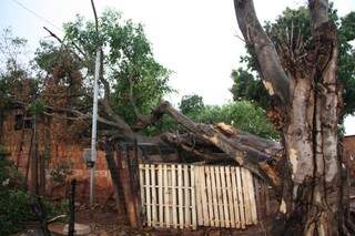 Árvore caiu sobre casa no Jardim Itamaracá (Foto: Marcos Ermínio)