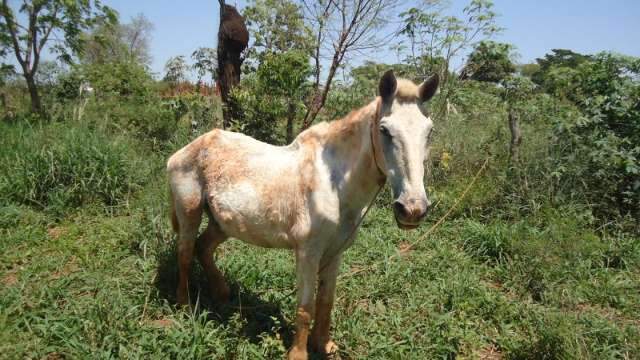 Atrav&eacute;s de den&uacute;ncia, PMA recolhe cavalo que era maltratado diariamente