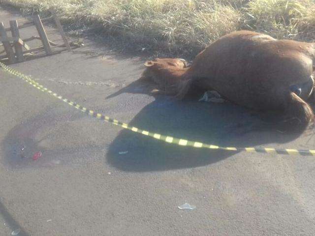 Cavalo morre atropelado ao fugir de inc&ecirc;ndio e &eacute; deixado em rua de bairro