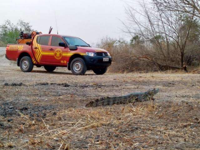 Inc&ecirc;ndio atinge morro pr&oacute;ximo de zona urbana de cidade em MS