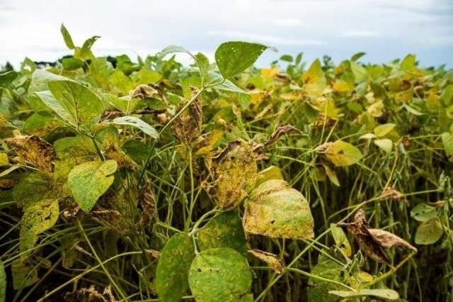 Ap&oacute;s 90 dias de vazio sanit&aacute;rio, plantio de soja come&ccedil;a na segunda-feira