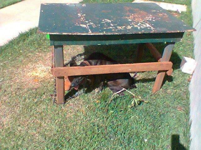 Volunt&aacute;rios tentam o resgate de cachorro maltratado no Jardim Los Angeles