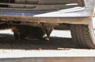 Mas quando acha um pedaço de chipa, se esconde embaixo dos carros. (Foto: Alcides Neto)