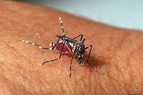 Número de casos aumenta 28,7% e dengue faz 59,3 mil vítimas em MS