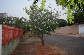 Árvores Pata-de-vaca podem ser encontradas por todo o bairro, plantadas quando o loteamento ficou pronto.