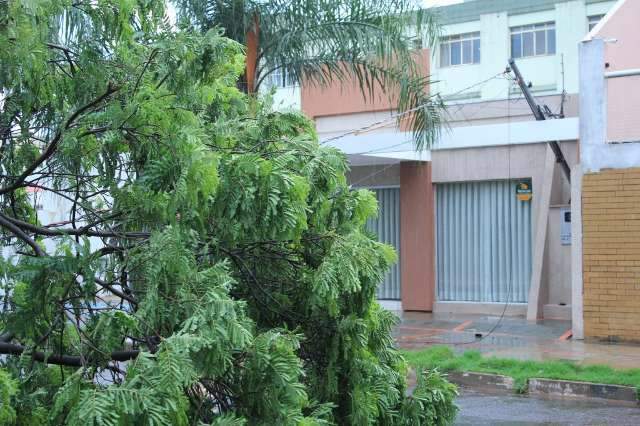 Queda de galho atinge fia&ccedil;&atilde;o el&eacute;trica e prejudica tr&acirc;nsito no Bairro Amamba&iacute; 