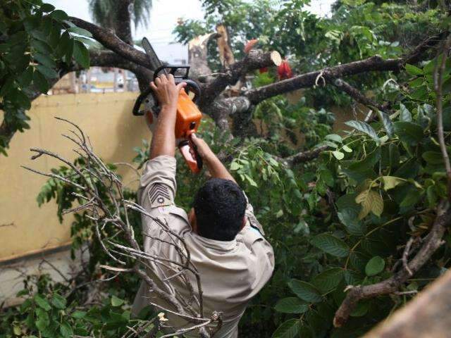 Um dia depois de temporal, bombeiros seguem com remo&ccedil;&atilde;o de &aacute;rvores
