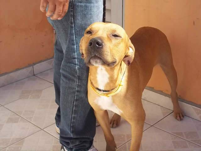  Ap&oacute;s visita, presidente de conselho diz que Scooby est&aacute; bem e brincalh&atilde;o