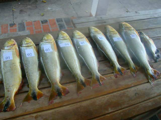  Dupla &eacute; presa por pesca de dourado, peixe protegido por lei em Corumb&aacute;