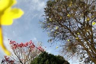 Apesar do inverno, as flores continuam a embelezar Campo Grande.  (Foto: Marcos Ermínio) 