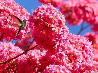Beija-flor atraído pela cor do ipê rosa. (Foto: André Bittar)