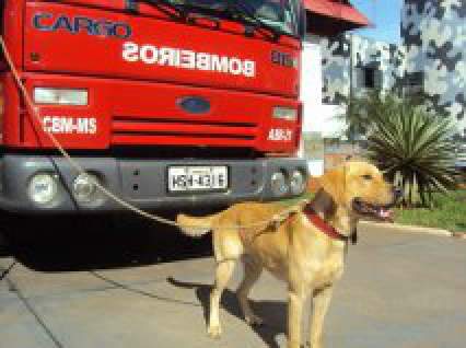  Cachorro perdido ganha abrigo em quartel e bombeiros procuram por dono