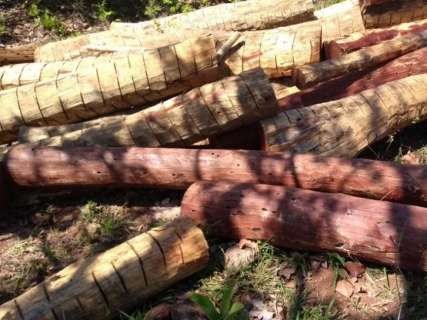Idoso é multado por armazenar madeira sem autorização ambiental