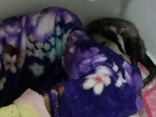 Gamb&aacute; entra em casa, come ra&ccedil;&atilde;o e dorme na cama de gatos