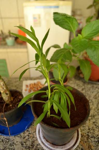 Arnica é planta famosa por seu poder terapêutico