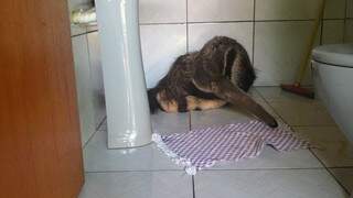 O tamanduá-bandeira filhote foi encontrado dentro do banheiro externo (Foto: Divulgação)
