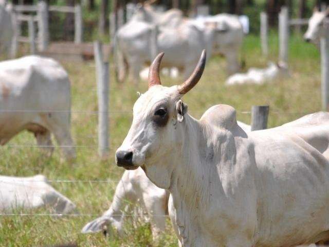 Apesar de ano turbulento, exporta&ccedil;&atilde;o de carne bovina de MS dispara 32%