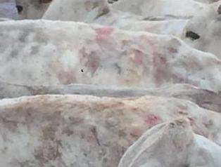 Chuva de granizo com pedras enormes fere gado em fazenda