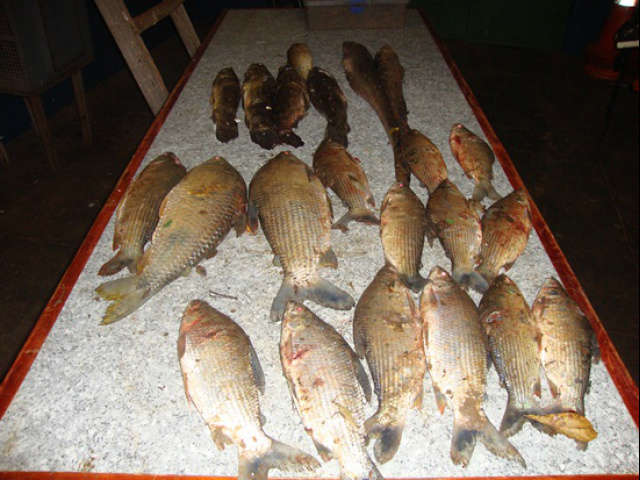  Dupla &eacute; presa com 14 quilos de pescado e multada em R$ 1,1 mil em Rio Brilhante