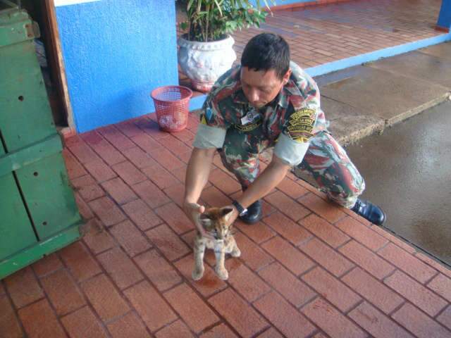  Filhote de on&ccedil;a parda &eacute; resgatado em fazenda no munic&iacute;pio de Ribas do Rio Pardo