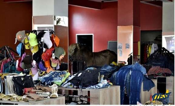 Boi foge de carreta, anda pelo centro da cidade e d&aacute; preju&iacute;zo em loja
