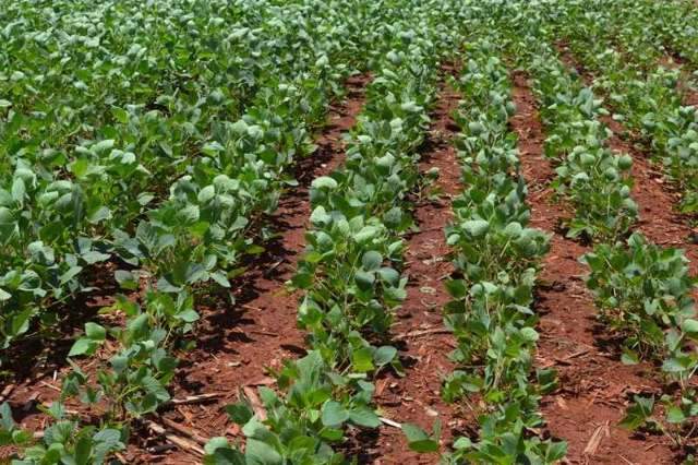 Plantio da soja chega em 99% e previs&atilde;o &eacute; colher 6,4 mi de toneladas 