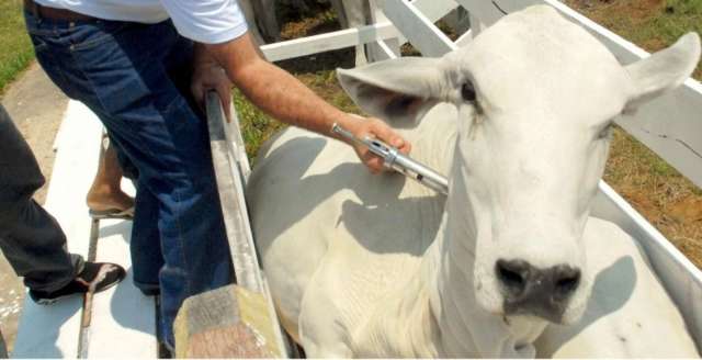 Pecuaristas da fronteira devem vacinar rebanho contra aftosa at&eacute; 15 de maio