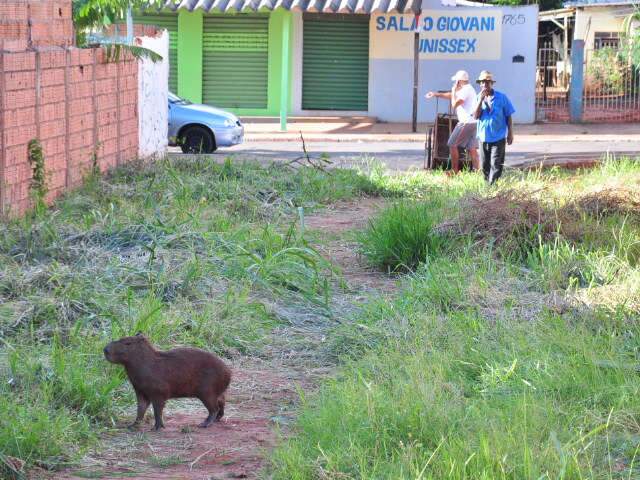  Durante limpeza de terreno, morador flagra capivara em &aacute;rea urbana