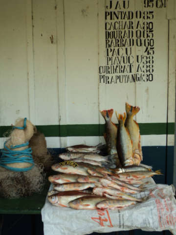  PMA apreende 24 kg de pescado irregular em Rochedo